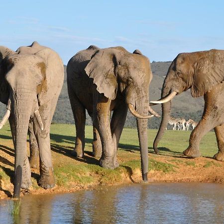 Addo Elephant Lodge & Safaris Kirkwood Luaran gambar