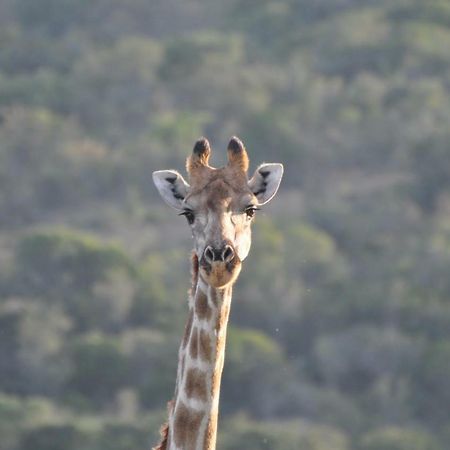 Addo Elephant Lodge & Safaris Kirkwood Luaran gambar