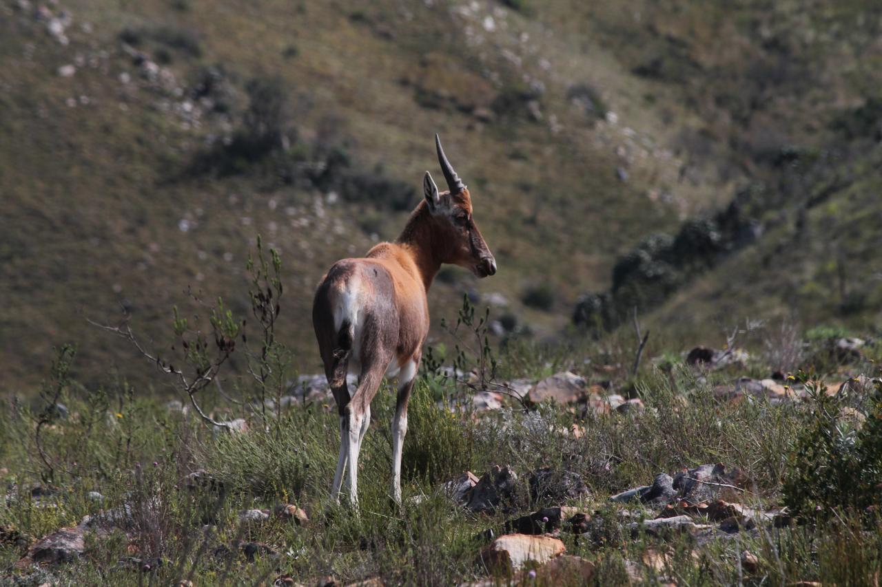 Addo Elephant Lodge & Safaris Kirkwood Luaran gambar